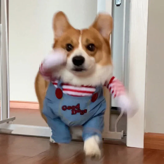 Funny Dog Horror Movie Sweatshirt Set Cosplay Chucky Outfit